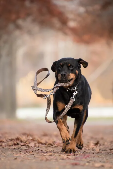 Chien laisse