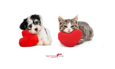 chienvalentin & chatvalentin